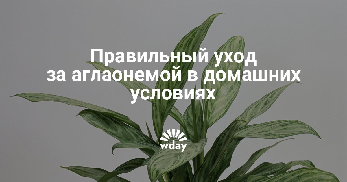 Я с аглаонемой в домашних условиях Я с аглаонемой в домашних условиях