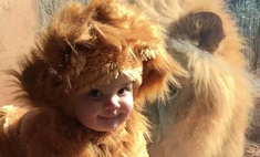 Милота дня: лев играет с 11-месячным ребенком
