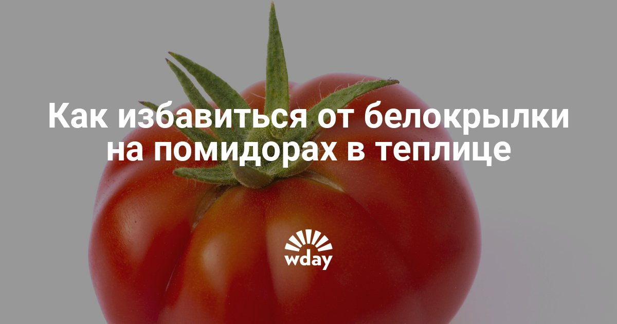 Белокрылка в теплице на помидорах как избавиться Белокрылка в теплице на помидорах как избавиться