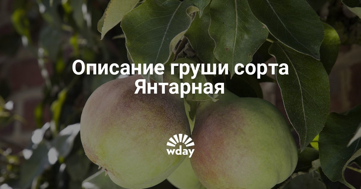 Груша сорт для северного кавказа Груша сорт для северного кавказа