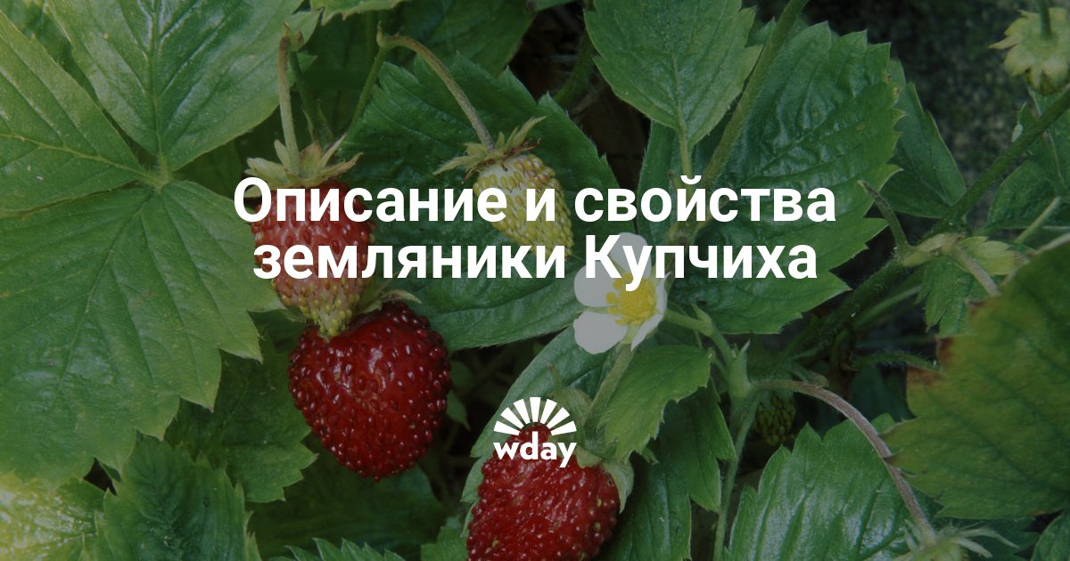 земляника садовая купчиха описание фото онлайн земляника садовая купчиха описание фото