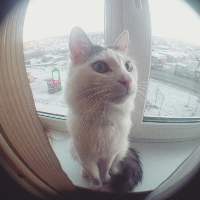 красивые коты и кошки красивые коты и кошки