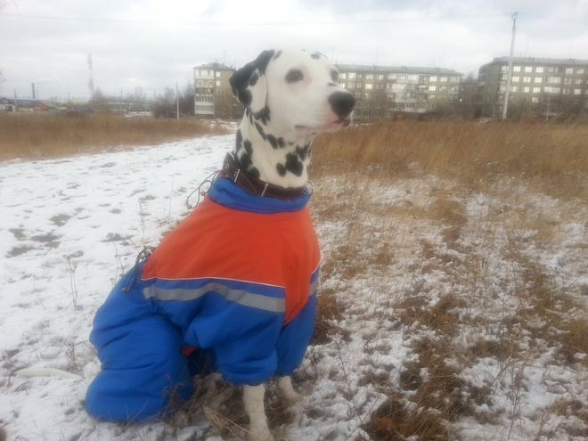 собака породы долматин собака породы долматин