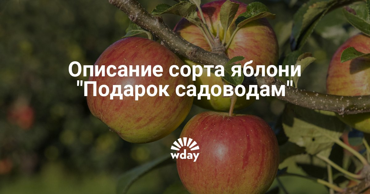 Описание яблони подарок садоводам