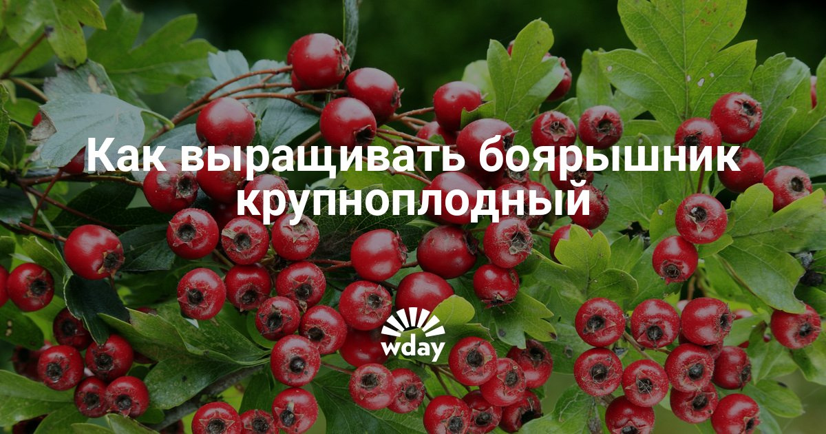 Боярышник как сажать Боярышник как сажать