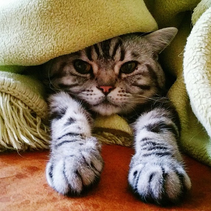 У кота сухой нос: что делать? у кота сухой нос что делать