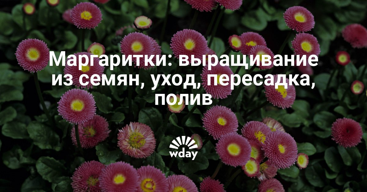 Сажать осенью маргаритки Сажать осенью маргаритки