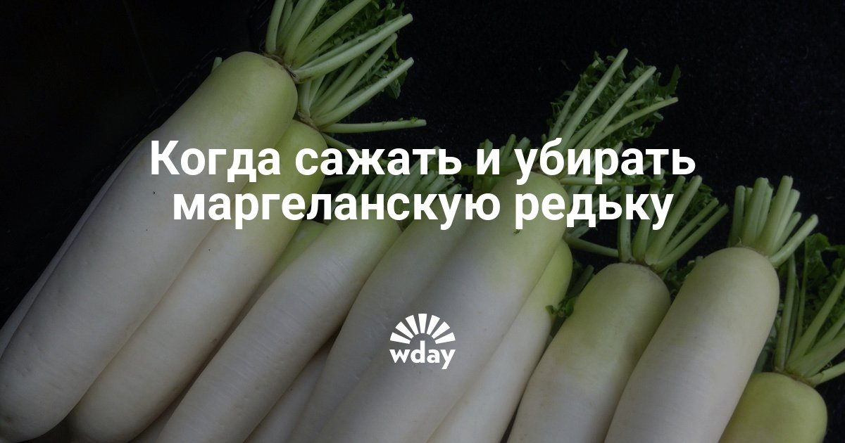 Когда сажают маргеланскую редьку Когда сажают маргеланскую редьку