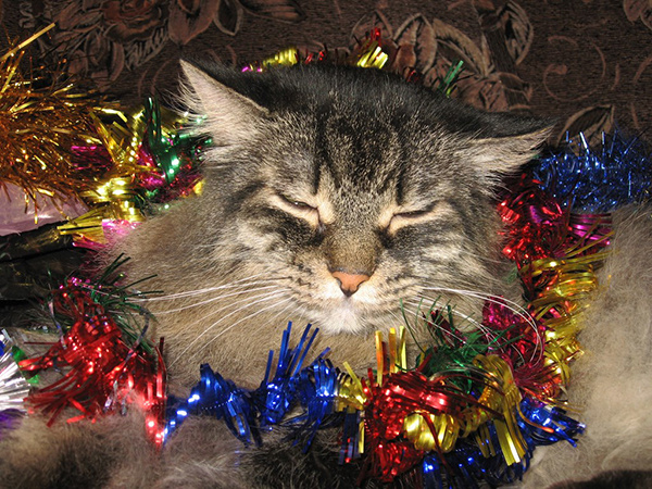 новогодние котики котики
