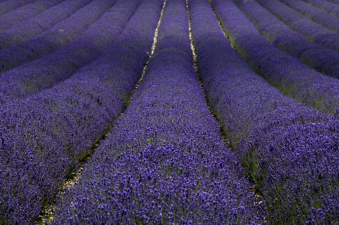 Лавандовое поле Прованс Франция, фото Лавандовое поле Прованс Франция, фото
