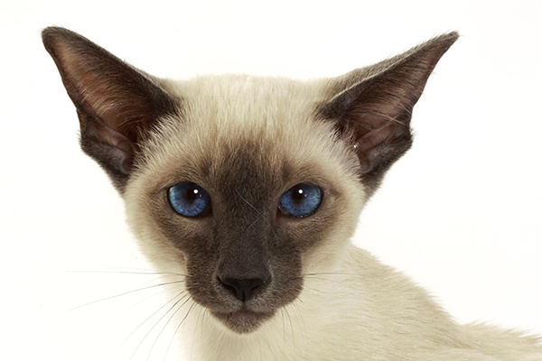 Сиамская кошка Сиамская кошка