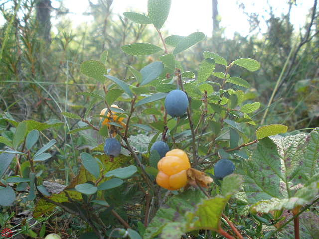 Фотографии уникальной сибирской природы Фотографии уникальной сибирской природы