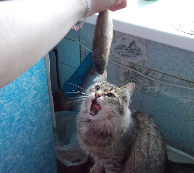 Коты и кошки Екатеринбурга Коты и кошки Екатеринбурга
