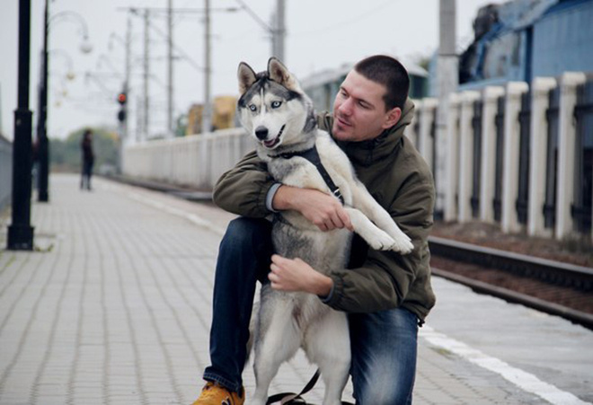 День собак сибирский хаски