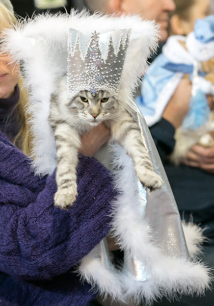 Новогодние костюмы для кошек Новогодние костюмы для кошек, фото