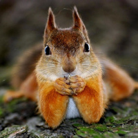 Аватарка Squirrel
