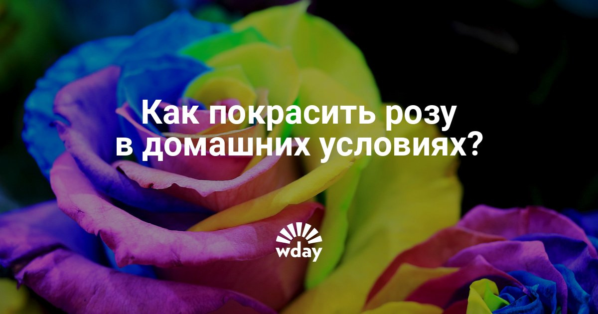 Цветы синего цвета: названия и фото. Как покрасить цветы в Цветы синего цвета: названия и фото. Как покрасить цветы в