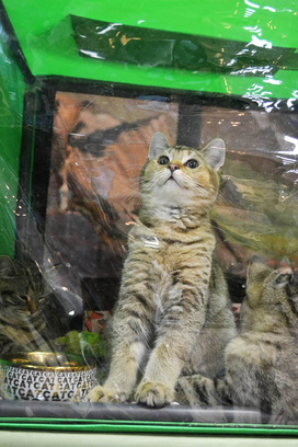 ярмурка кошек в Иркутске