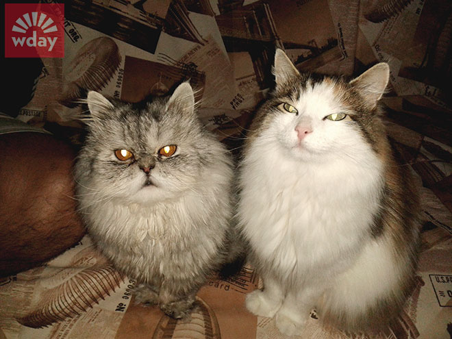 смешные коты фото смешные коты фото