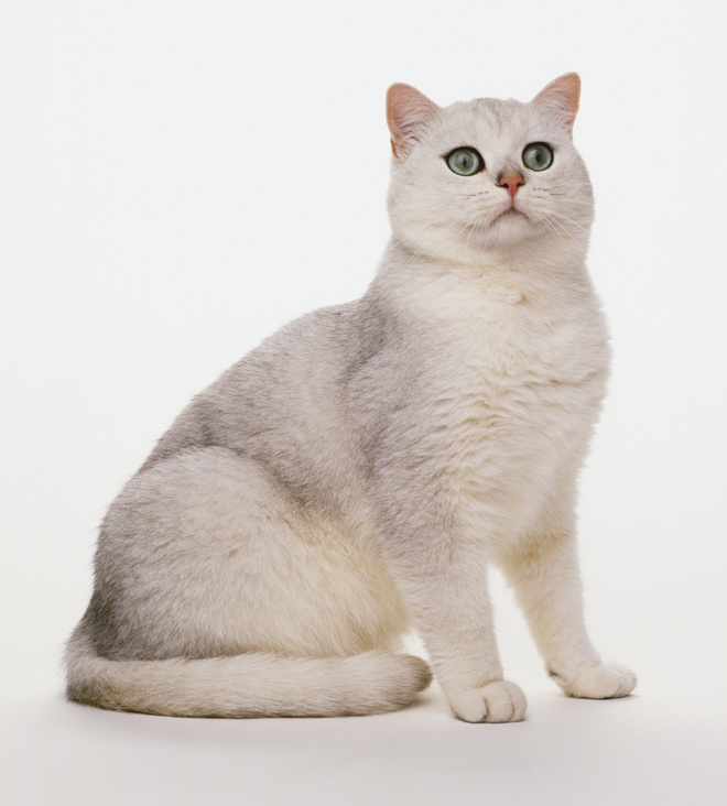 Бурмилла Бурмилла