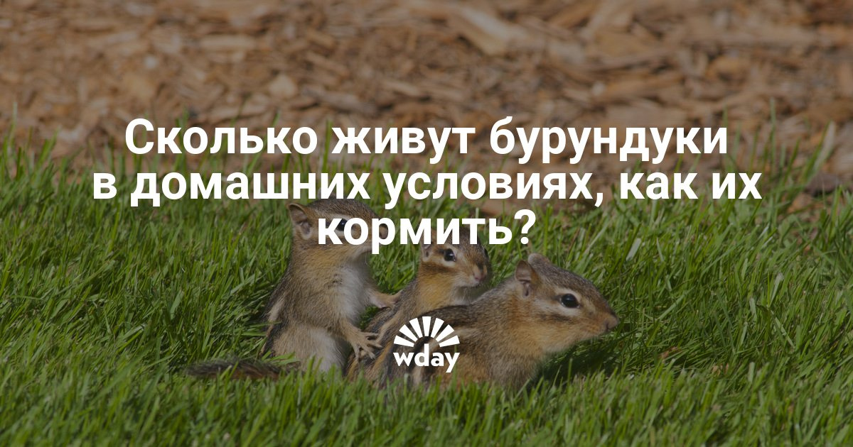 Все о бурундуках в домашних условиях Все о бурундуках в домашних условиях
