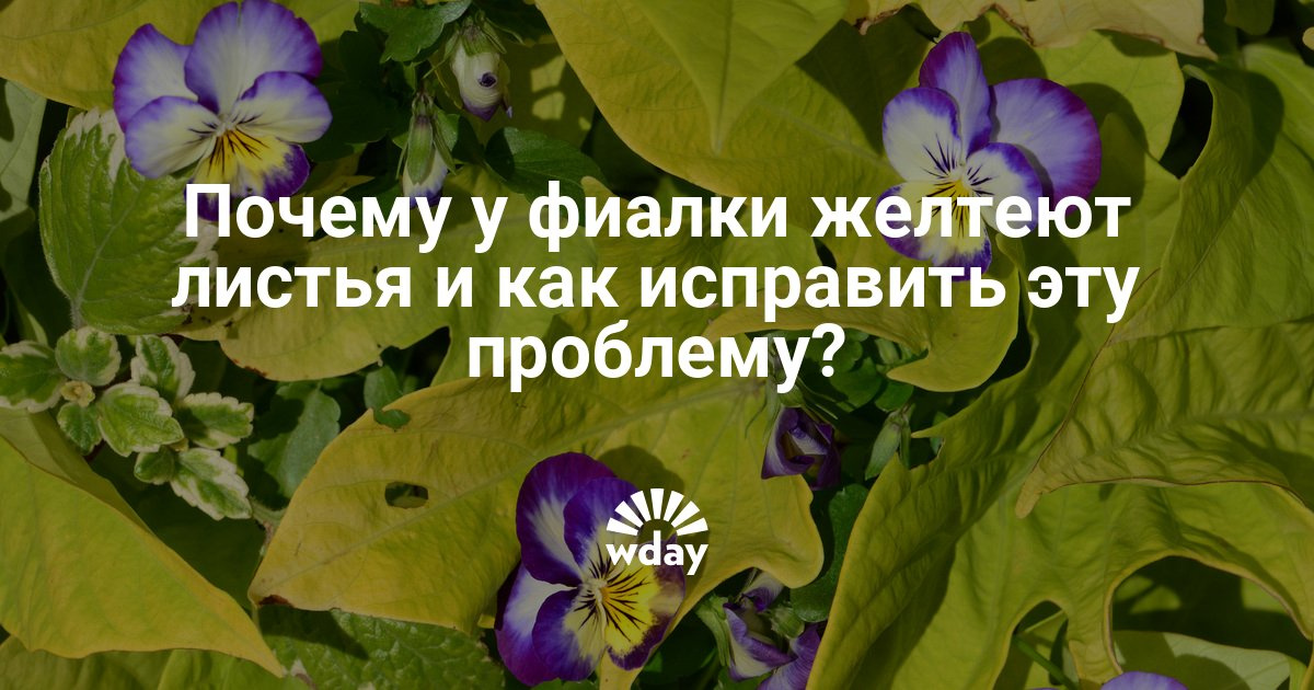 Фиалки почему желтеют листья у фиалки что делать Фиалки почему желтеют листья у фиалки что делать