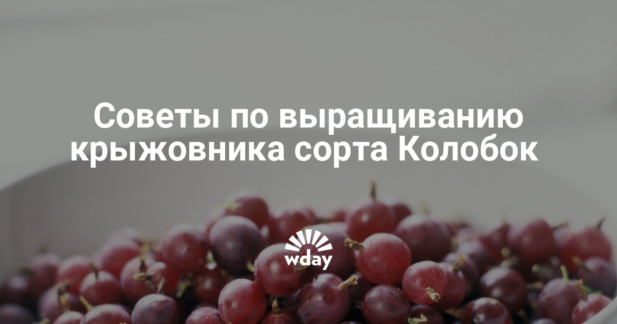 «Центр Теплиц». Теплицы из поликарбоната в Казани. Купить Cached