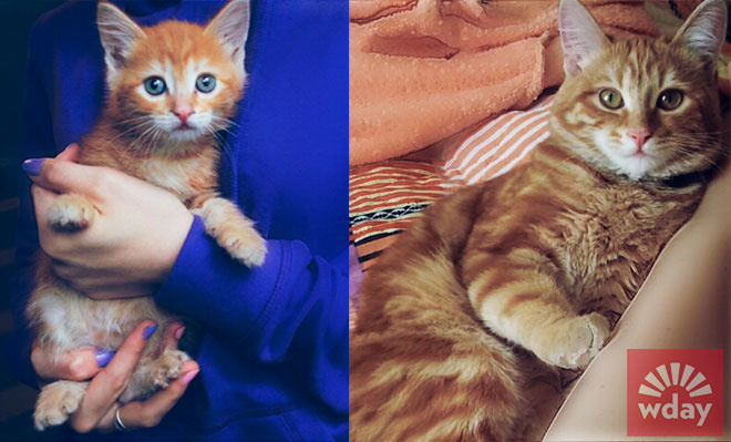 смешные коты фото смешные коты фото