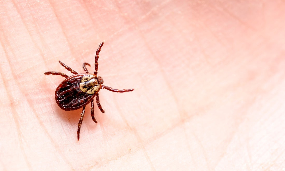 Клещи Энцефалитные Фото Разновидности И Обычные — Mixyfotos.ru