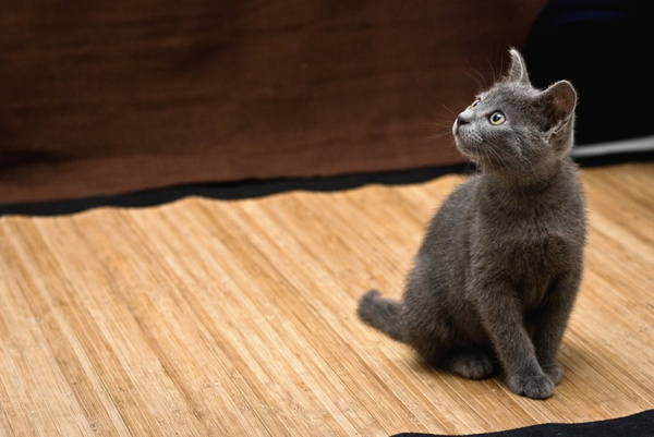 Как приучить котенка к туалету Как приучить котенка к туалету