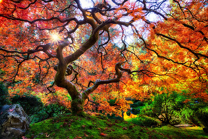самые красивые деревья мира фото красивейших деревьев