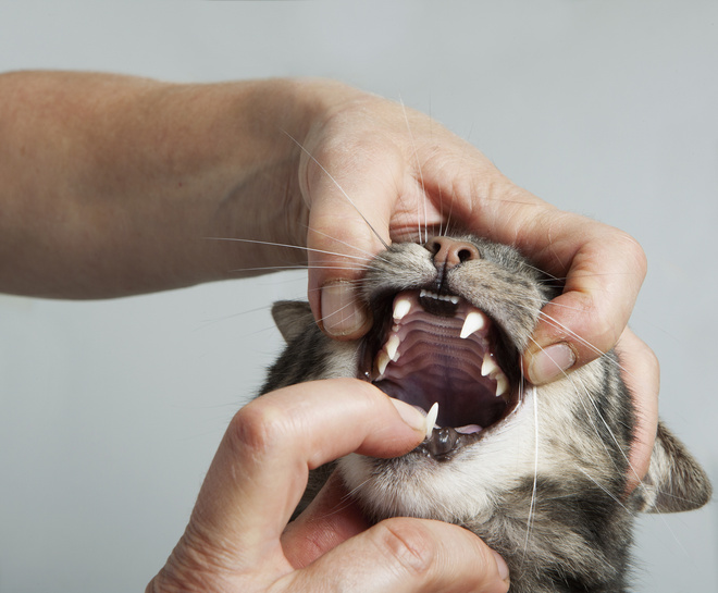 У кота текут слюни у кота текут слюни