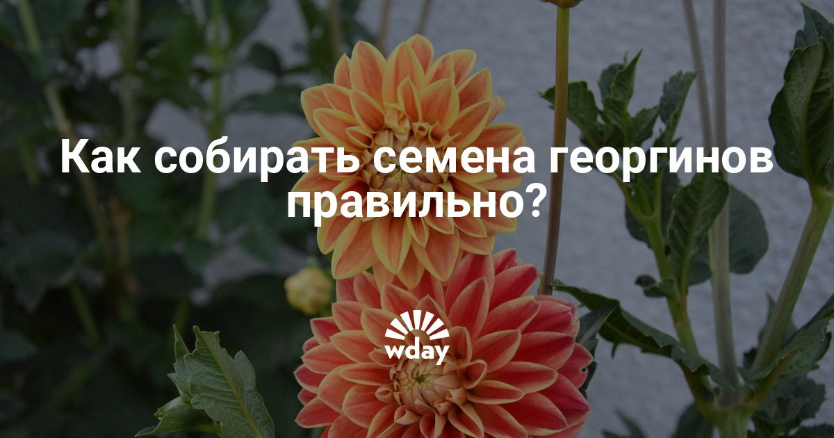 Когда собирать на семена однолетние георгины Когда собирать на семена однолетние георгины