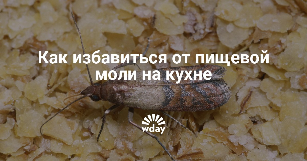 Как избавится от моли на кухне в домашних условиях Как избавится от моли на кухне в