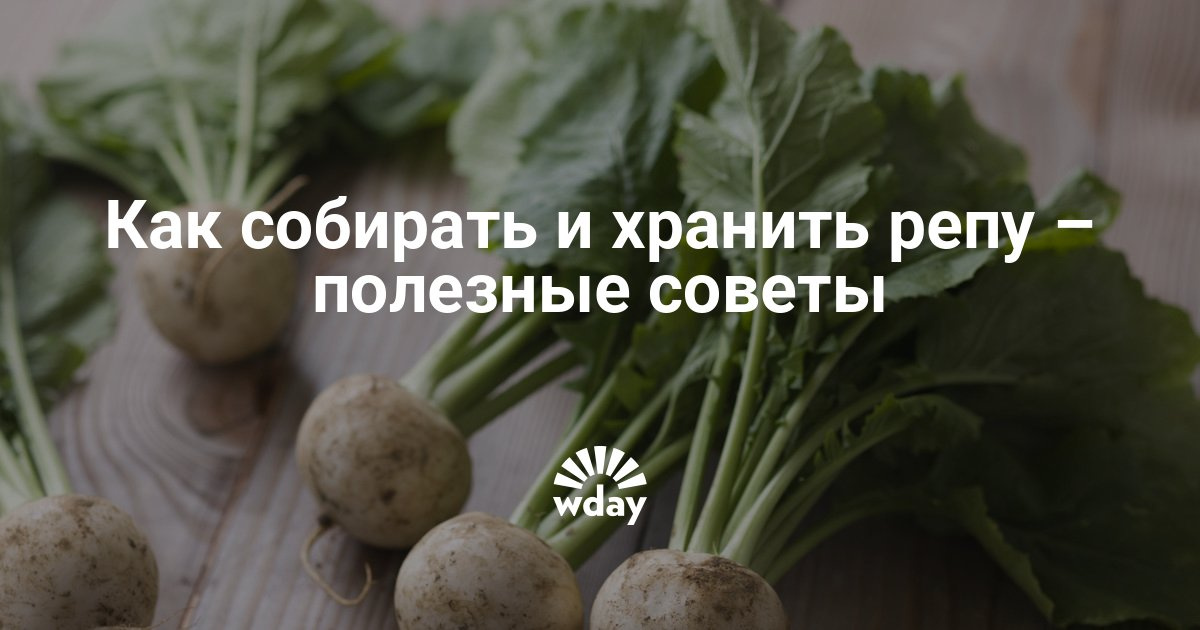Как хранить репу зимой в домашних условиях Как хранить репу зимой в домашних условиях