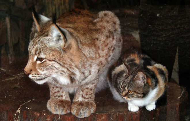 Рысь Линда и кошка Дуся Рысь Линда, кошка Дуся