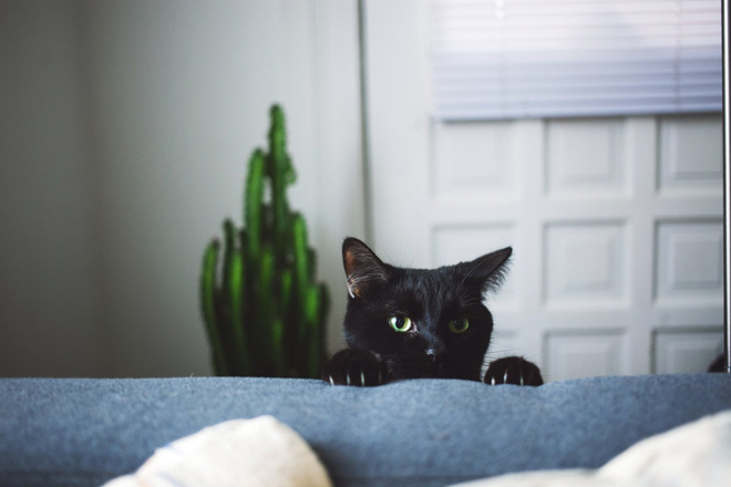 Подстричь когти коту подстричь когти коту