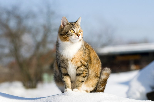 Беременность кошки Беременность кошки