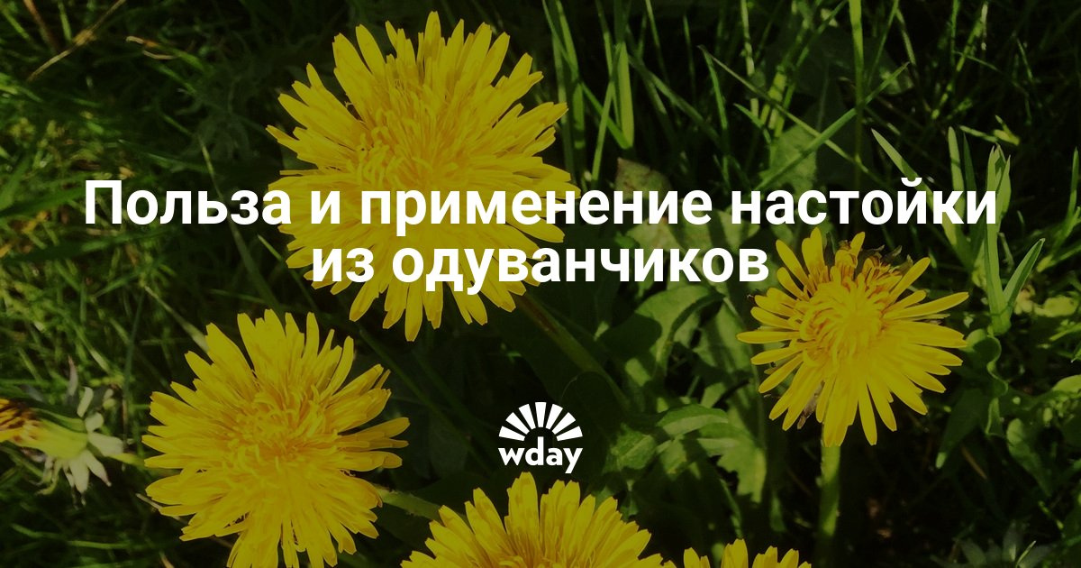 Как сделать настойку с одуванчиками 179 Как сделать настойку с одуванчиками 164
