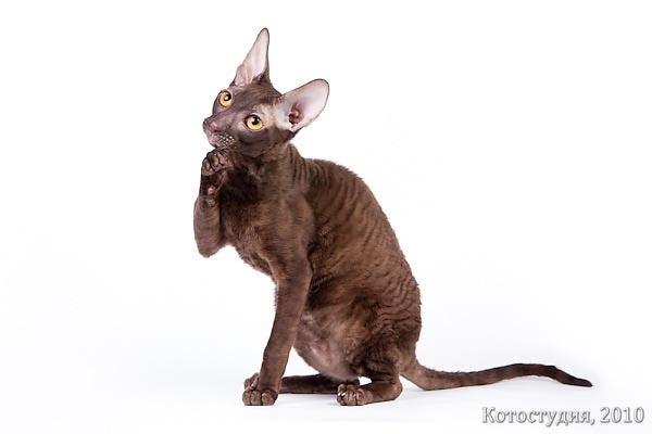 красивые коты красивые коты