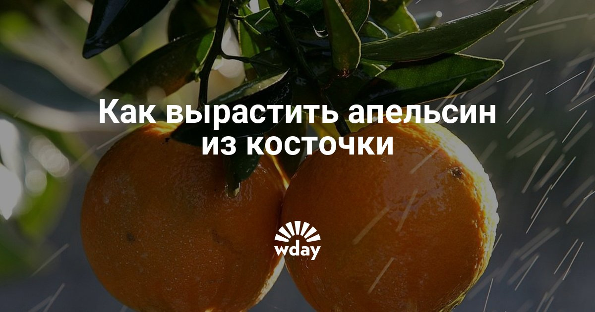 Апельсин из косточки в домашних условиях пошагово Апельсин из косточки в домашних условиях пошагово