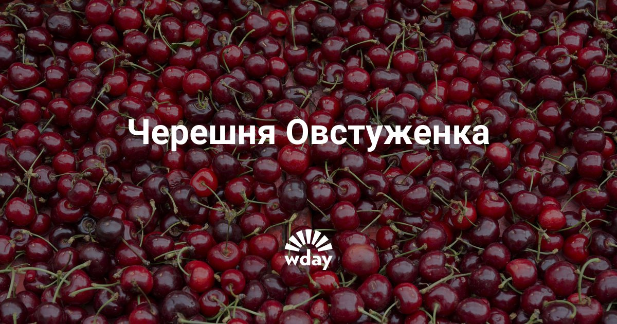 Вишня Любская : описание и характеристика сорта, достоинства и недостатки Вишня Любская : описание сорта и характеристика