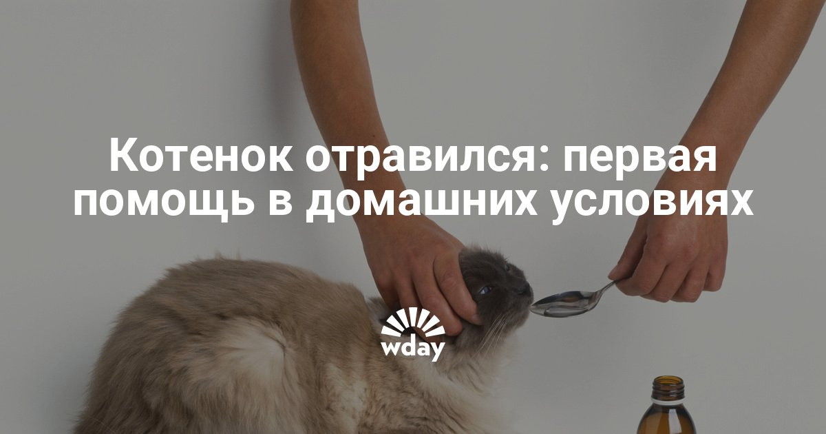 Отравился кот как лечить в домашних условиях Отравился кот как лечить в домашних условиях