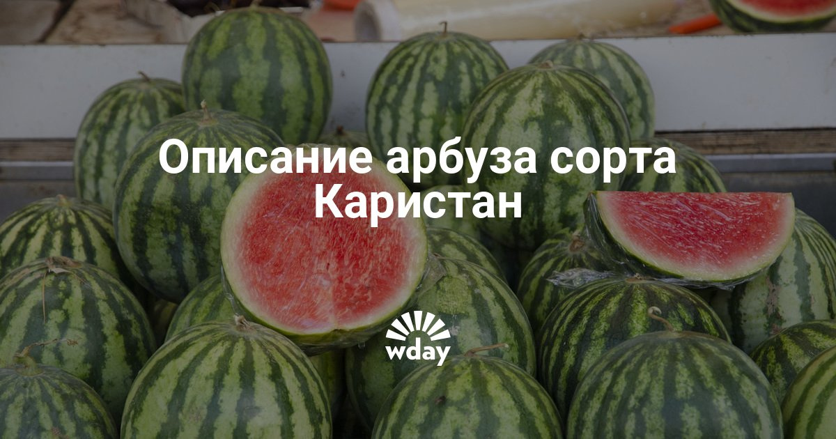Сорт арбуза каристан описание Сорт арбуза каристан описание