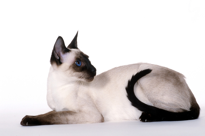 балинезийская кошка балинезийская кошка