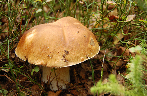 Белые грибы ценят за их вкус и питательные свойства