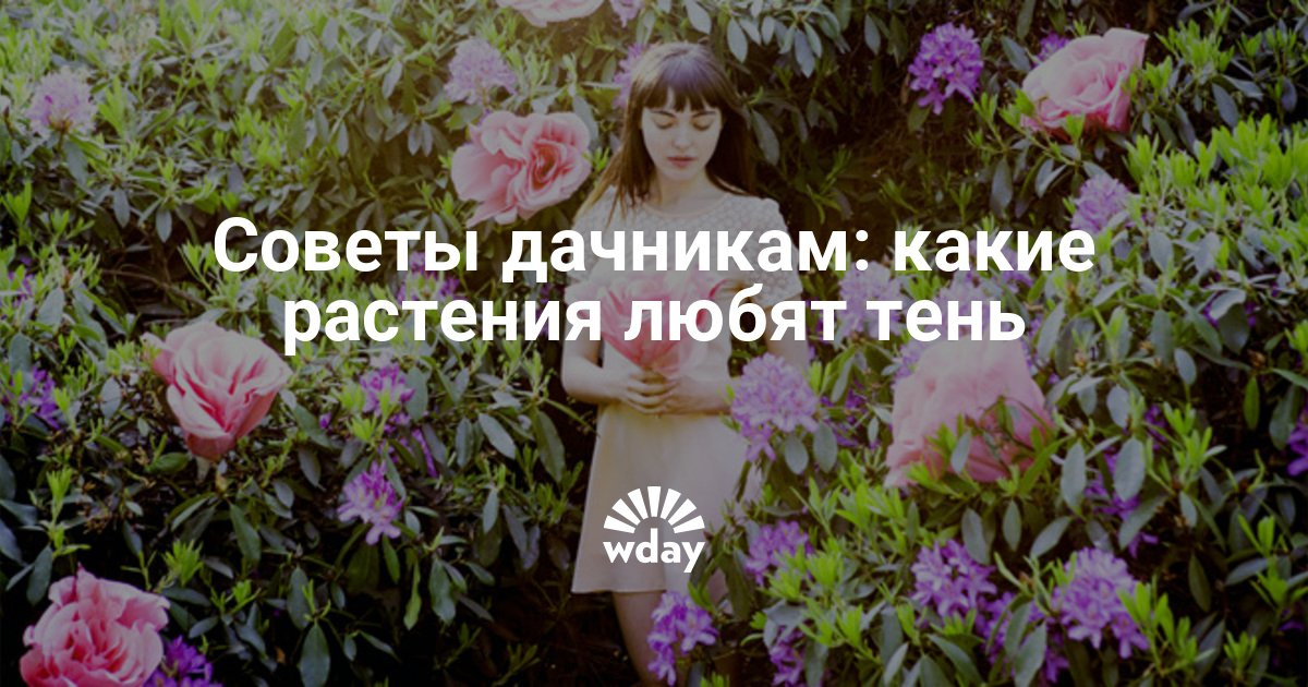 Растения можно сажать в тени Растения можно сажать в тени
