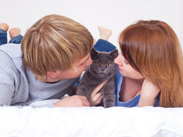 аллергия на кошек аллергия на кошек