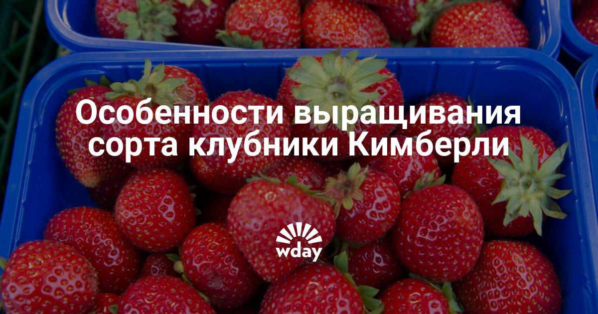 Лучшие сорта земляники, клубники, виктории - описание сортов Сорта клубники с фотографиями и описанием: популярные
