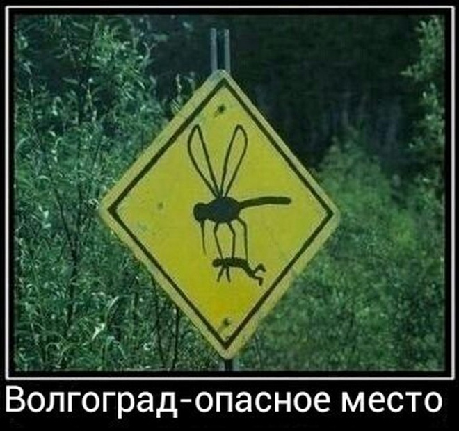 Жара в Волгограде: фото волгоградцев из соцсетей Волгоград, жара, лето, мошка, комары, средства от мошки, смешные картинки
